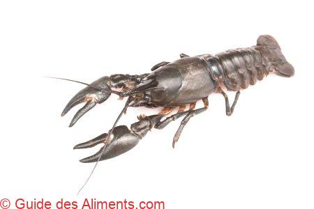 Pacifastacus leniusculus