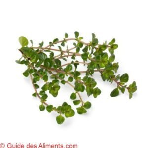 Thymus pulegioides Tabor