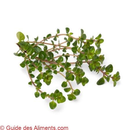 Thymus pulegioides Tabor