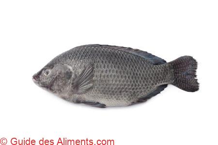 Tilapia