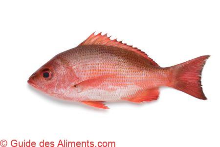 Vivaneau campèche, Vivaneau rouge