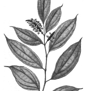 West African Pepper