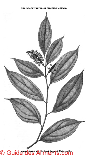 West African Pepper