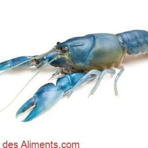 écrevisse de Murray (Cherax destructor)