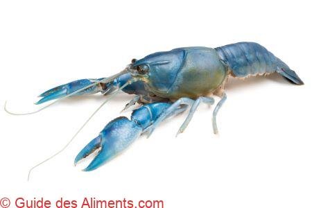 écrevisse de Murray (Cherax destructor)