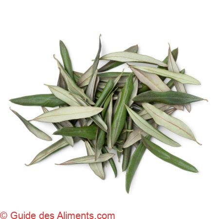 feuilles d'olivier séchées
