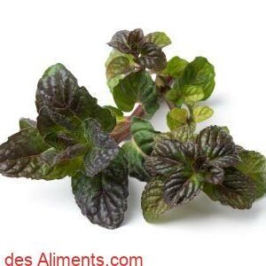 menthe cassis