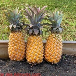 Ananas noir d'Antigua