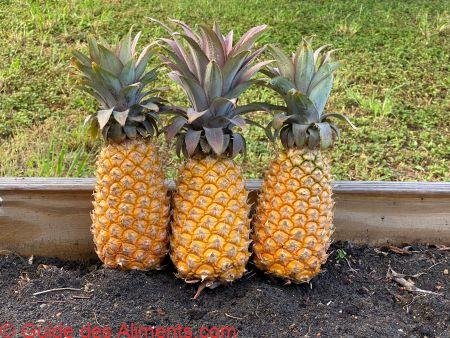 Ananas noir d'Antigua