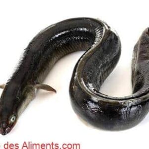 Anguille europ&eacute;enne