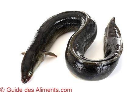 Anguille européenne
