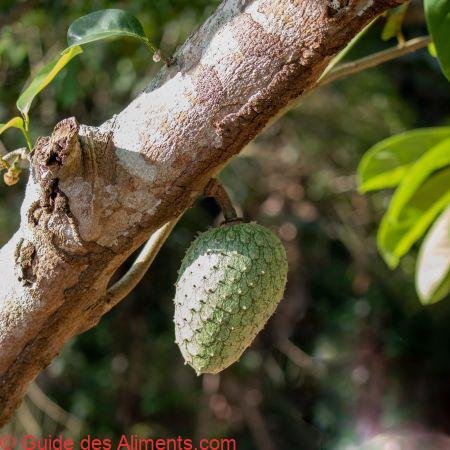 Annona cacans