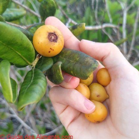 Apuruí, Goyave noire