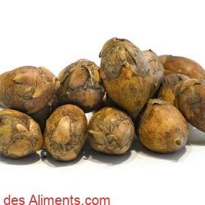Attalea maripa