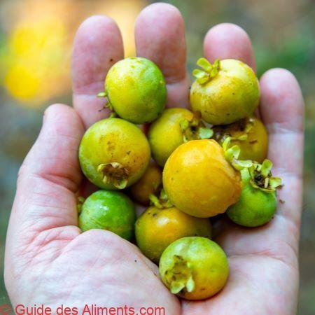 Gabiroba, guabiroba, guabirova, guavirova, gavirova, araçá-congonha ou gabiraba