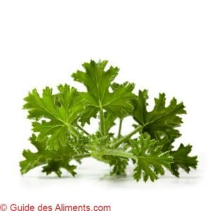 Pelargonium odoratissimum