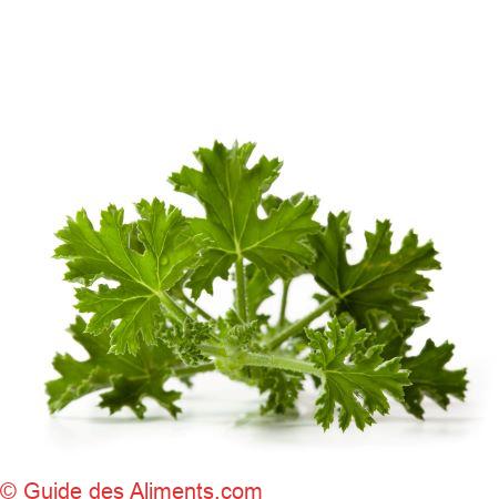 Pelargonium odoratissimum