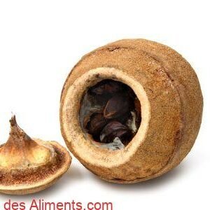 Sapucaia