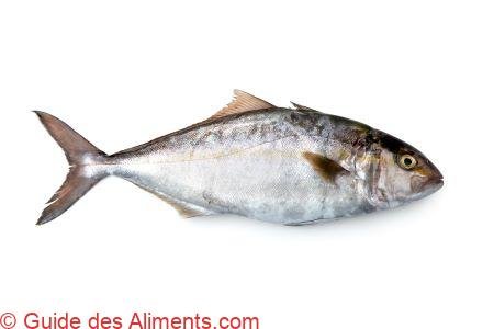 Sériole couronnée (Seriola dumerili)