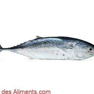 Thonine commune (Euthynnus alletteratus)