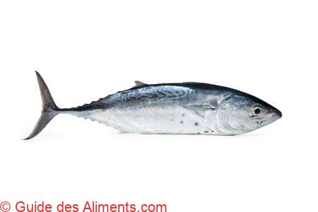 Thonine commune (Euthynnus alletteratus)