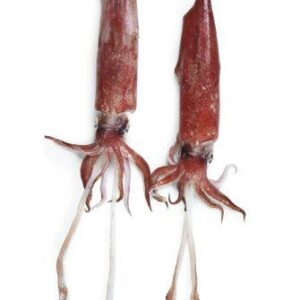 Todarodes sagittatus