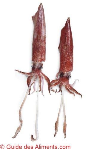 Todarodes sagittatus