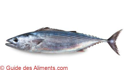 bonite à dos rayé (Sarda sarda)