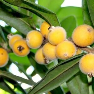 jaboticaba jaune