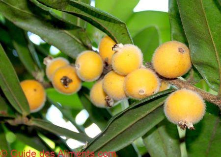 jaboticaba jaune