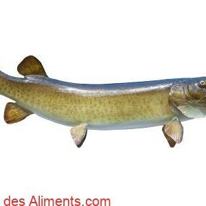 maskinong&eacute; (Esox masquinongy)
