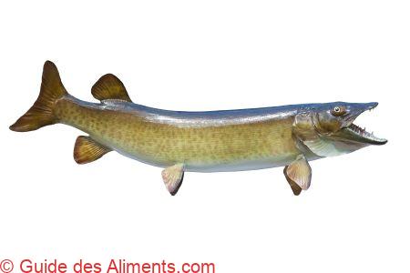 maskinongé (Esox masquinongy)