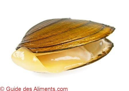 Anodonta cygnea