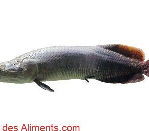 Arapaima gigas