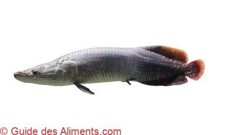 Arapaima gigas