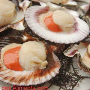 Argopecten purpuratus