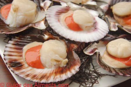 Argopecten purpuratus