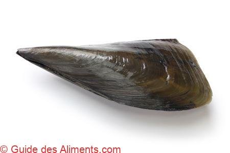 Atrina pectinata