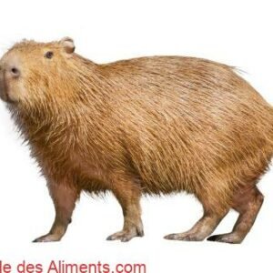 Capybara
