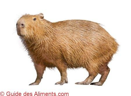Capybara
