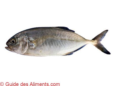 Carangue coubali - Caranx crysos