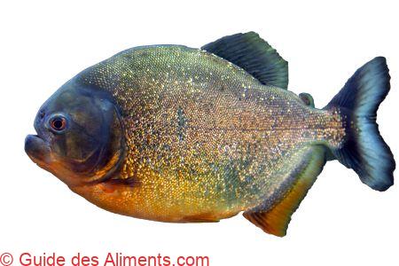 Colossoma macropomum