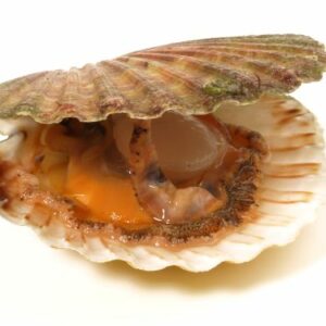 Coquille Saint-Jacques 2