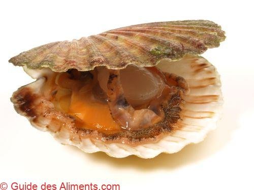 Coquille Saint-Jacques 2