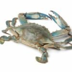 crabe bleu