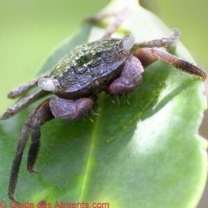 Crabe des mangroves