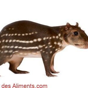 Cuniculus paca