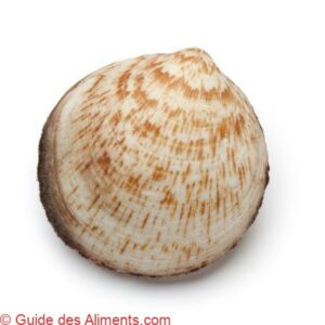 Glycymeris glycymeris