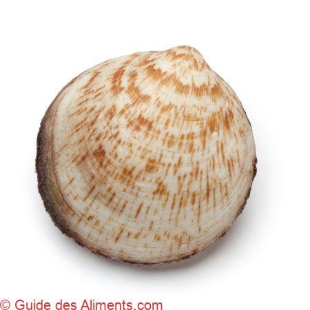 Glycymeris glycymeris