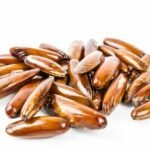 Lithophaga lithophaga